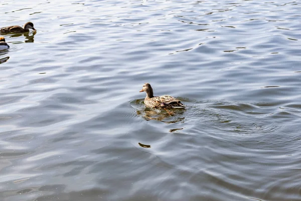 Pato Pequeno Drake Nadam Perto Costa Uma Lagoa Tranquila Águas — Fotografia de Stock