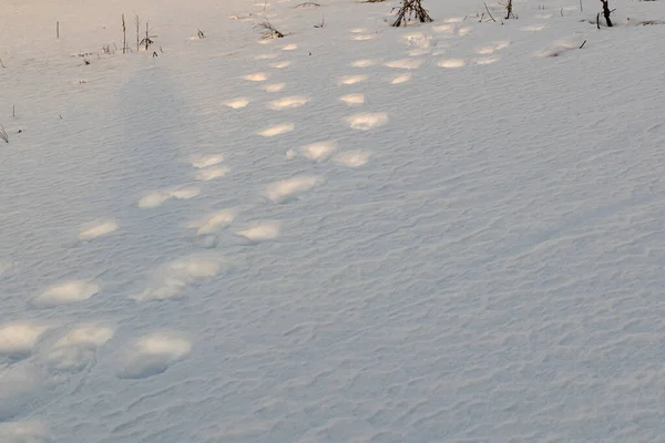 Footprints on the winter carpet , on the white snow, on the layer of frozen crystal coating