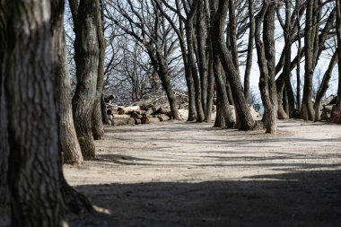 Uzun ağaç gövdeleri arasında yaprakları olmayan ilginç bir kum yolu. Kahverengi ve gri tonlarda kompozisyon. Ormanda doğal bir patika. Doğada bir parkta. Koşmak ve yürümek için bir yer.