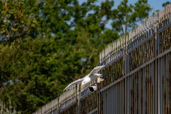 Eine Schwarzmeermöwe Fliegt Einer Schwebenden Cctv Kamera Vorbei Die Einem — Stockfoto