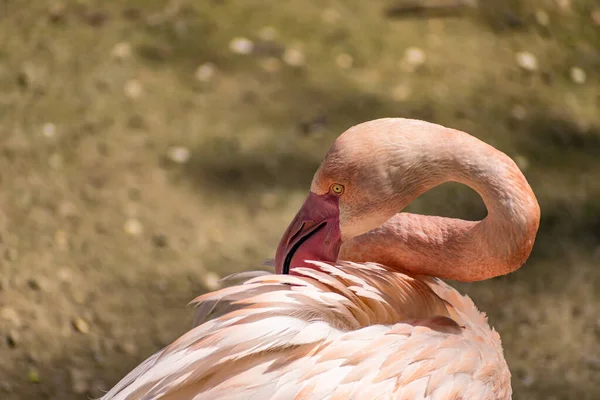 Flamingor Med Ljusa Färger Lever Flockar Nära Dammen Veckans Fjäderdräkt — Stockfoto