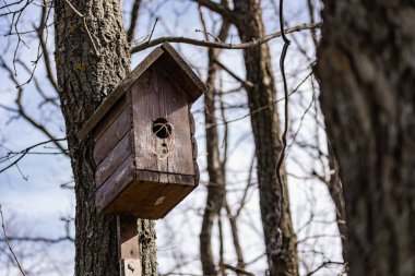 Kendi ellerinle yapılmış, renkli boyayla boyanmış, yaprakları olmayan bir ağaca bağlı ahşap bir kuş evi. Yuvarlak pencereli bir evde kuş yerleşimi ve üretimi için bahar eğitimi