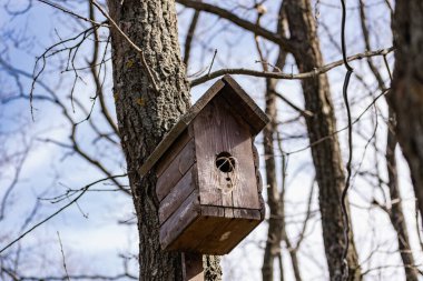 Kendi ellerinle yapılmış, renkli boyayla boyanmış, yaprakları olmayan bir ağaca bağlı ahşap bir kuş evi. Yuvarlak pencereli bir evde kuş yerleşimi ve üretimi için bahar eğitimi
