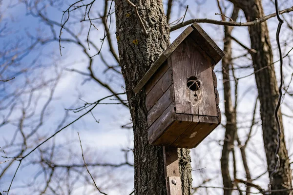 Dřevěná Ptačí Budka Postavená Vlastníma Rukama Pomalovaná Barevnou Barvou Visí — Stock fotografie