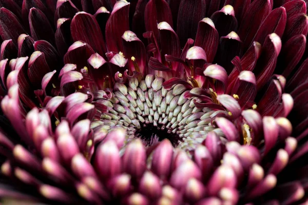 Macro Photo Beautiful Flower — Stock Photo, Image