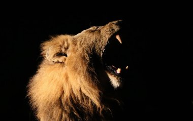 Aslan portre siyah gece gökyüzü karşı izole hırlıyor. Güney Afrika Timbavati Game reserve gece fotoğrafı.