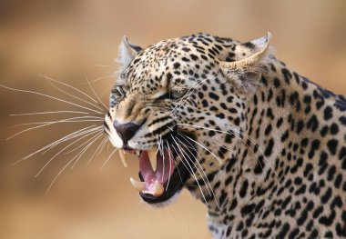 Snarling leopard in the Timbavati Game Reserve, South Africa. clipart