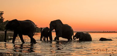 Elephant  silhouettes against a sunset river landscape in the Chobe National Park , Botswana. clipart