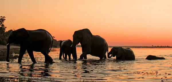 Silhuetas Elefantes Contra Uma Paisagem Fluvial Pôr Sol Parque Nacional — Fotografia de Stock