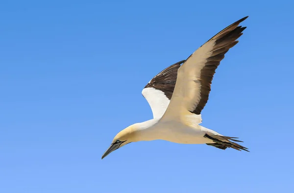 Pássaro Cabo Gannet Voo Contra Fundo Azul Costa Oeste África — Fotografia de Stock