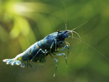 Tatlı su karides Caridina logemanni