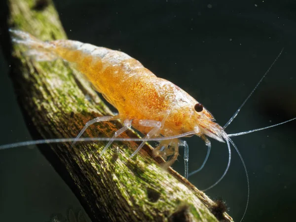 Freshwater Shrimp Caridina Logemanni — Stock Photo, Image