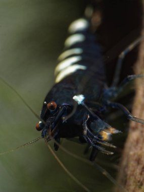 Tatlı su karides Caridina logemanni
