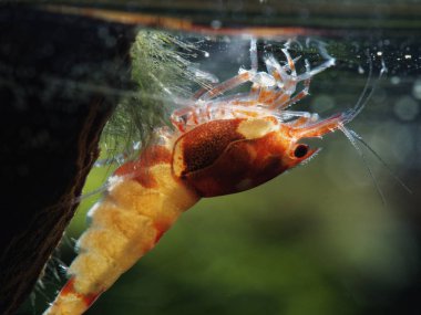 Tatlı su karides Caridina logemanni
