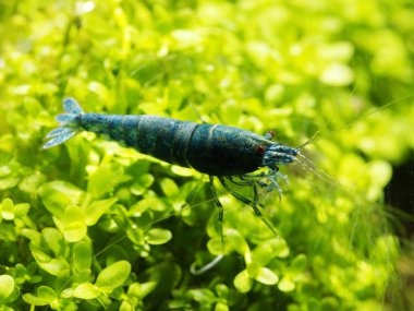 Tatlı su karides Caridina logemanni