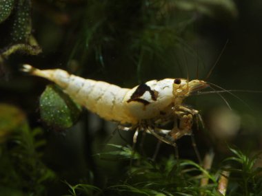 Tatlı su karides Caridina logemanni