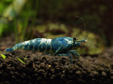 Tatlı su karides Caridina logemanni