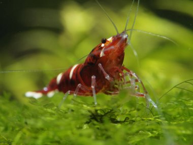 Tatlı su karides Caridina logemanni