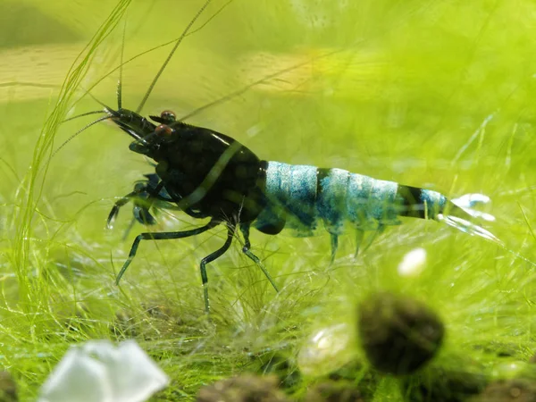 Прісноводних Креветки Caridina Logemanni — стокове фото