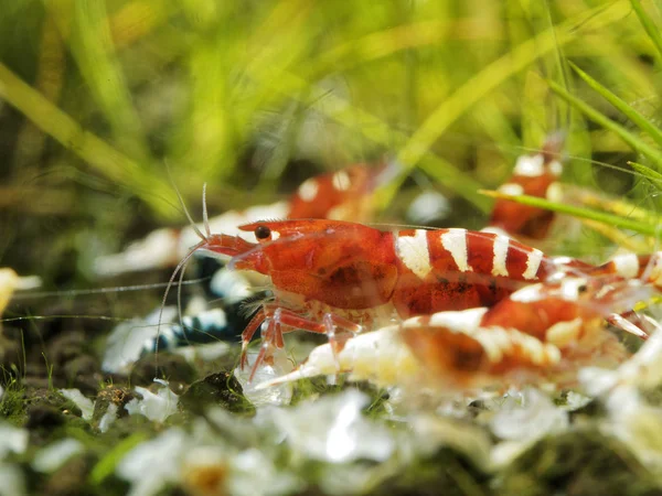 Freshwater Shrimp Caridina Logemanni — Stock Photo, Image