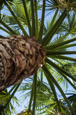Mavi gökyüzünde palmiye ağacı yaprakları