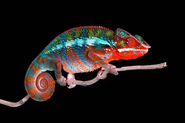 Male Panther Chameleon Bull sitting on a stick with Black Background — Stock Photo, Image