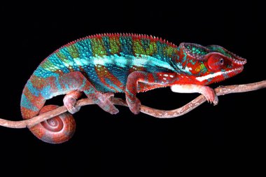 Erkek Panter bukalemun siyah arka plan ile bir sopa üzerinde oturan boğa