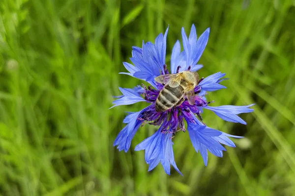 Bir arı tozlaşmak 's doğal yaşam alanında bir zarar-Orak