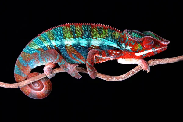 Erkek Panter bukalemun siyah arka plan ile bir sopa üzerinde oturan boğa