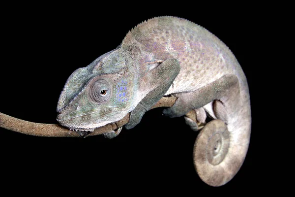 Siyah arka plan ile bir sopa üzerinde oturan kadın Panter bukalemun