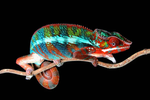 Erkek Panter bukalemun siyah arka plan ile bir sopa üzerinde oturan boğa