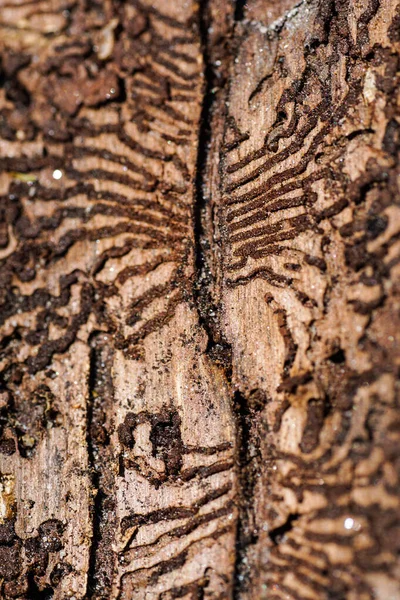 Parazit kabuklu ağaç kabuğu böceği