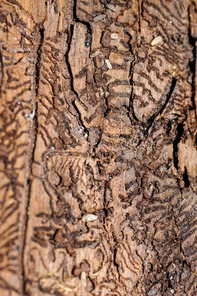 Parazit kabuklu ağaç kabuğu böceği