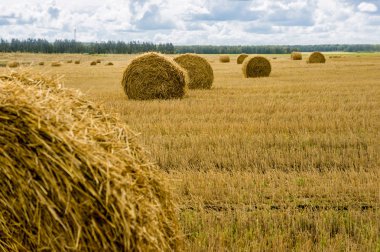 Alan sheaves saman ile. Hasat. Düzenlenen buğday. Bulutlu gökyüzü ile altın alan.