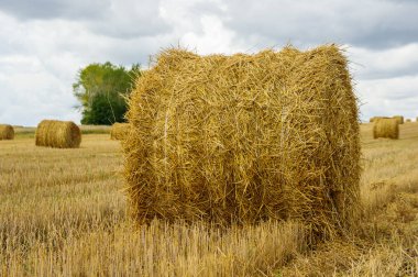 Alan sheaves saman ile. Hasat. Düzenlenen buğday. Bulutlu gökyüzü ile altın alan.
