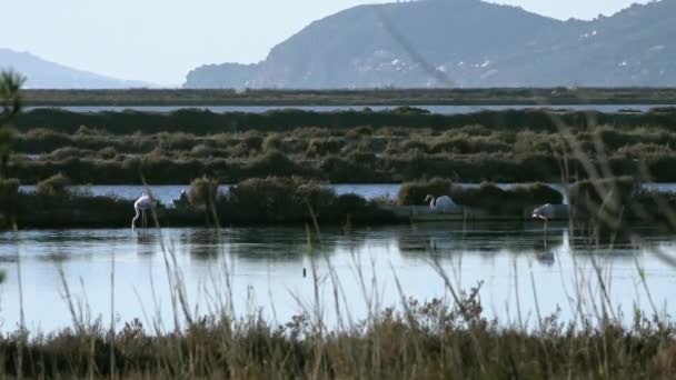 Flamantes Rosas Sud France — Vídeos de Stock