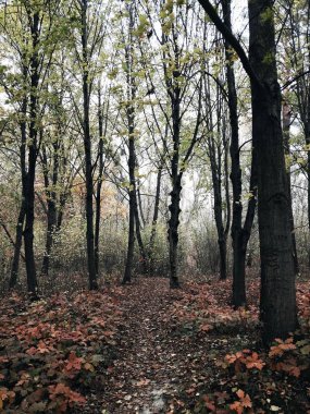 Sisli sonbahar orman patika