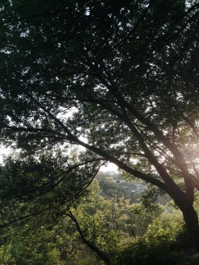 Güneşli ağaç dalları görüntüle