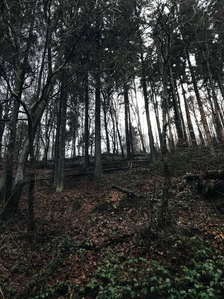 Vista Sugli Alberi Che Crescono Sul Pendio Della Foresta — Foto Stock