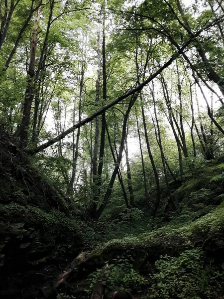 Vista Idilliaca Tronchi Albero Sulla Collina Della Foresta — Foto Stock