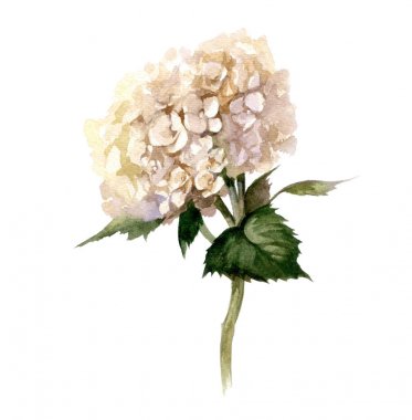 El suluboya çiçek boyalı. Ortanca