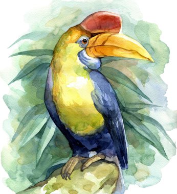 Büyük Gaga tropik kuş. Suluboya resim