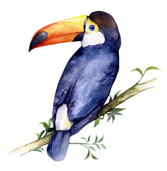 Ilustração Aquarela Tucano Pássaro Exótico Com Bico Grande — Fotografia de Stock