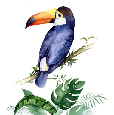 Egzotik kuş toucan ile büyük bir Gaga ve tropikal yaprak suluboya çizimi