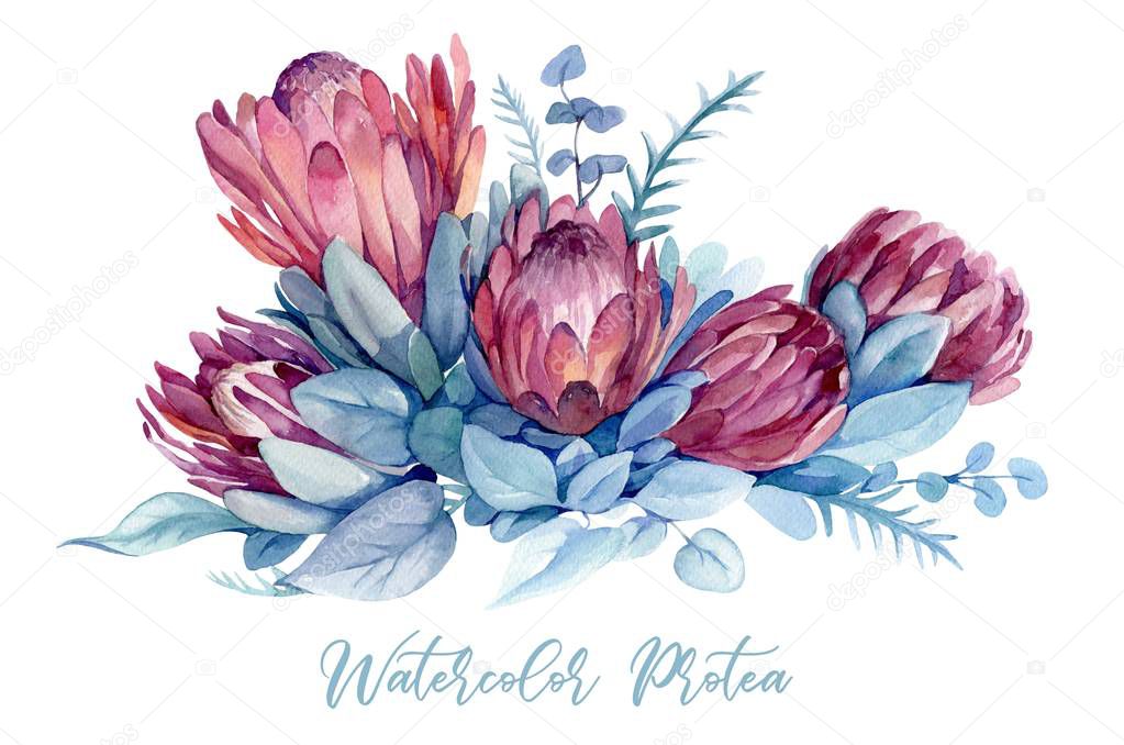 Watercolor illustration with exotic flowers and leaves of the protea, eucalyptus for wedding invitations, postcards, banners