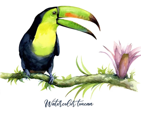 Ilustração Aquarela Tucano Ramo Com Uma Flor Exótica — Fotografia de Stock