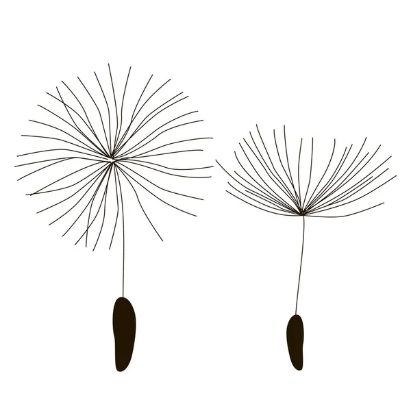 Vector Drawing Dandelion White Isolated Background Outline Drawing Lines — Stock Vector