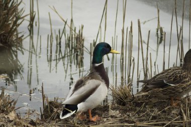  vahşi ördek gölet