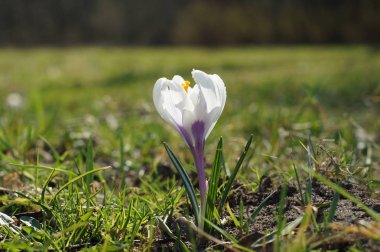 Güzellik beyaz Çiğdem