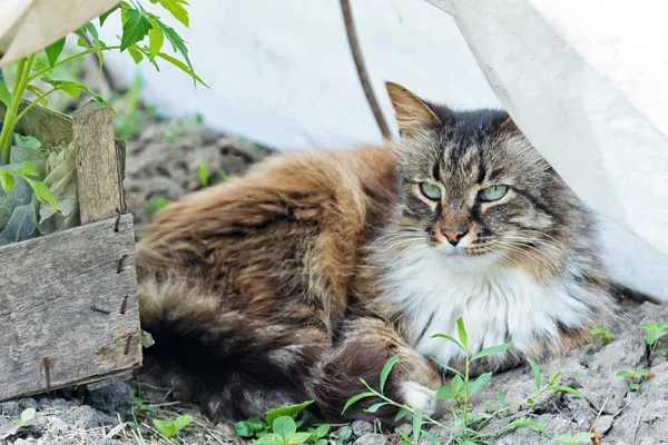 美しい家猫は小さい温室の隅に横たわっています。 — ストック写真